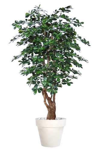 Buxifolia Malabar 